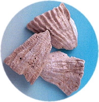 ニシキ貝の風化した貝化石